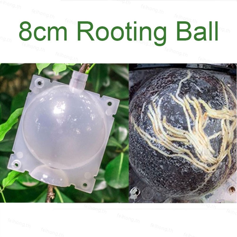 8 ซม. Rooter Grow กล่องต้นไม้ผลไม้ Plant Rooting Ball Root Growing กรณี TH11L3