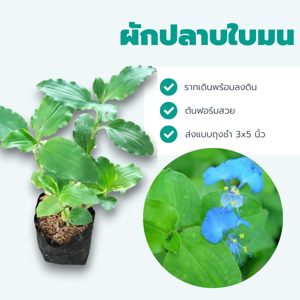ผักปลาบใบมน ปลูกไว้ทำน้ำปั่นผัก สดใหม่ปลอดสาร ขนาด 20-30 ซม.