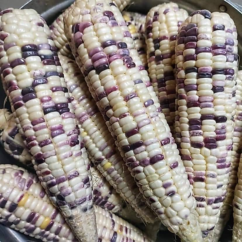 เมล็ดข้าวโพด 2 สี ข้าวเหนียวสีขาว-ม่วง 50 เมล็ด
