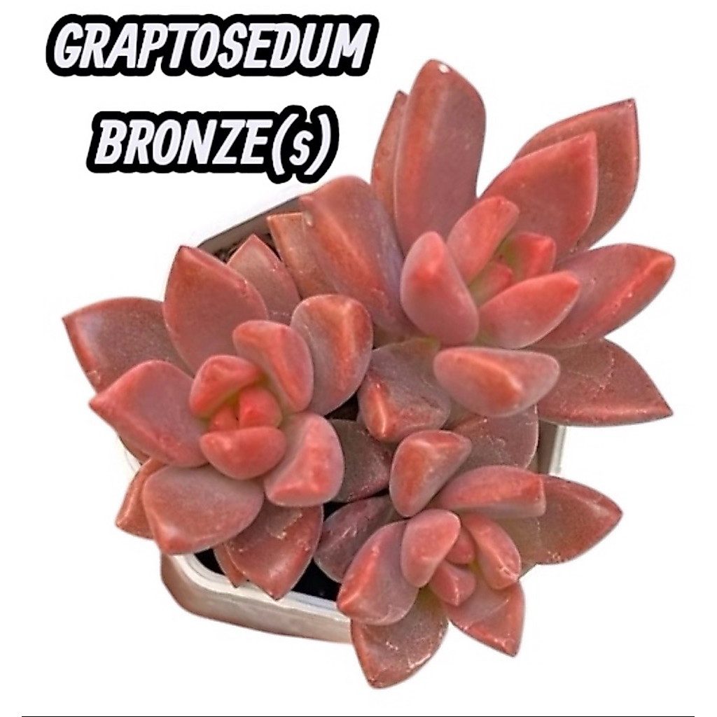 GRAPTOSEDUM BRONZE ไม้อวบน้ำ น่ารักๆ กระถาง 2 นิ้ว