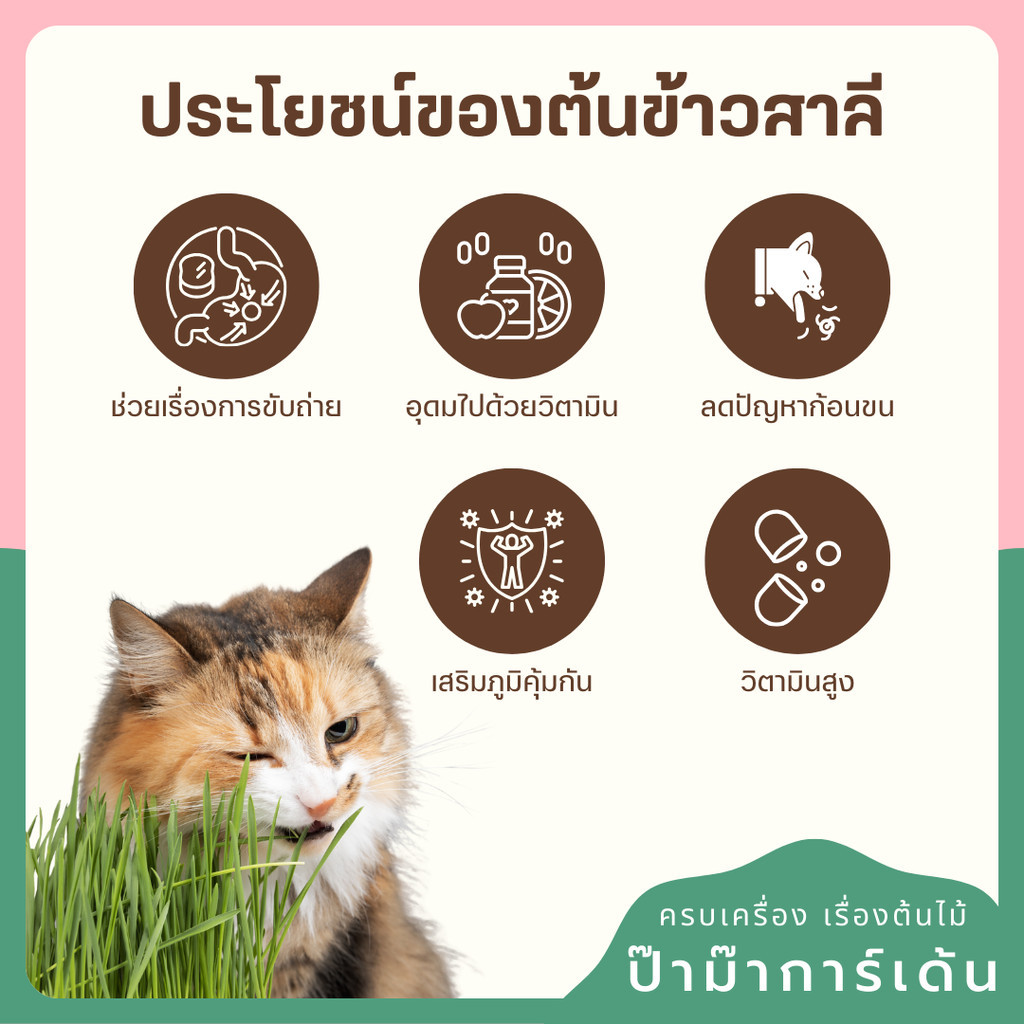 มุมมอง 2