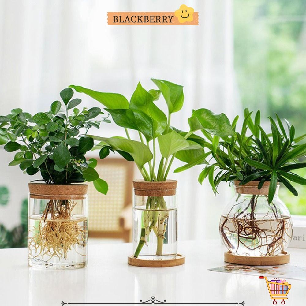 BLACKBERRY กระถางดอกไม้ Hydroponic, แจกันแก้วมินิโฮมโปร่งใส, กระถาง Creative Soilless Terrarium