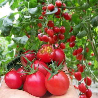 ซื้อ 5 แถม 5 ฟรี เมล็ดมะเขือเทศเชอรี่ พันธุ์ดก 110 เมล็ด งอกง่าย โตไว พุ่มใหญ่