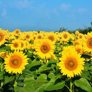 เมล็ดทานตะวันแคระ50เมล็ด/ถุง Sunflower Seed เมล็ดพันธุ์แท้ นำเข้าจากต่างประเทศ ปลูกง่าย