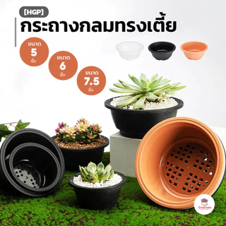 [HGP] กระถางกลมทรงเตี้ย กระถางพลาสติก แคคตัส กระบองเพชร ไม้อวบน้ำ Cactus&Succulent