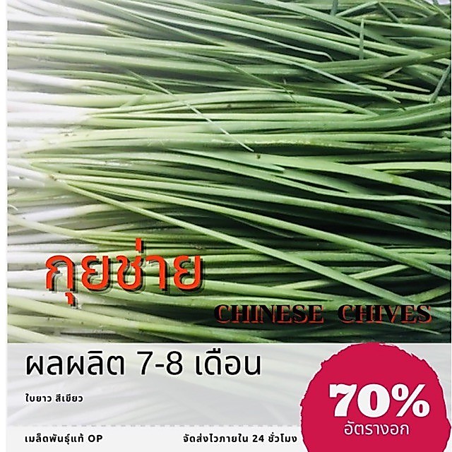เมล็ดพันธุ์ กุยช่ายเขียว 250 เมล็ด Garlic chives กุยไช่ กุ่ยช่าย กุ้ยช่าย กุ้ยฉ่าย ✅ราคาถูก🪴ปลูกง่าย 🔥ซ์้อ10แถม1