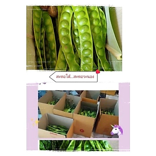 พร้อมส่งชุดละ10ฝัก🇨🇷เม็ดโตๆ....สะตอใต้...👉หรอยทุกเม็ด👈 ของดีจากระนอง  😍🥰