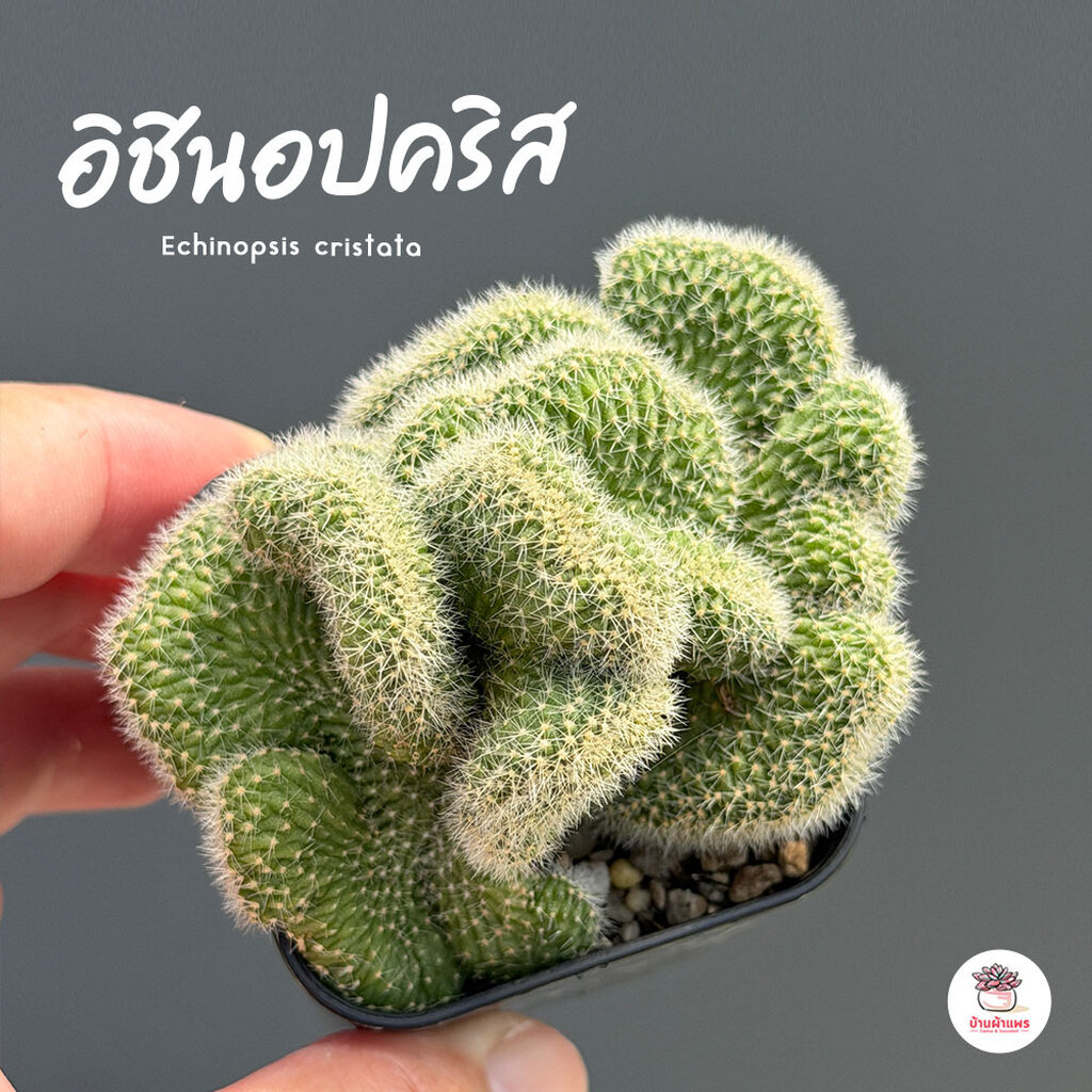 อิชินอปคริส Echinopsis cristata แคคตัส กระบองเพชร cactus&succulent