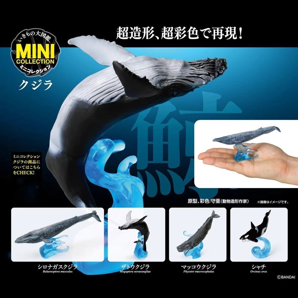 Bandai Whale Capsule Toy Biological Big Illustrated Book Whale Killer Head Whale Scented Whale Model