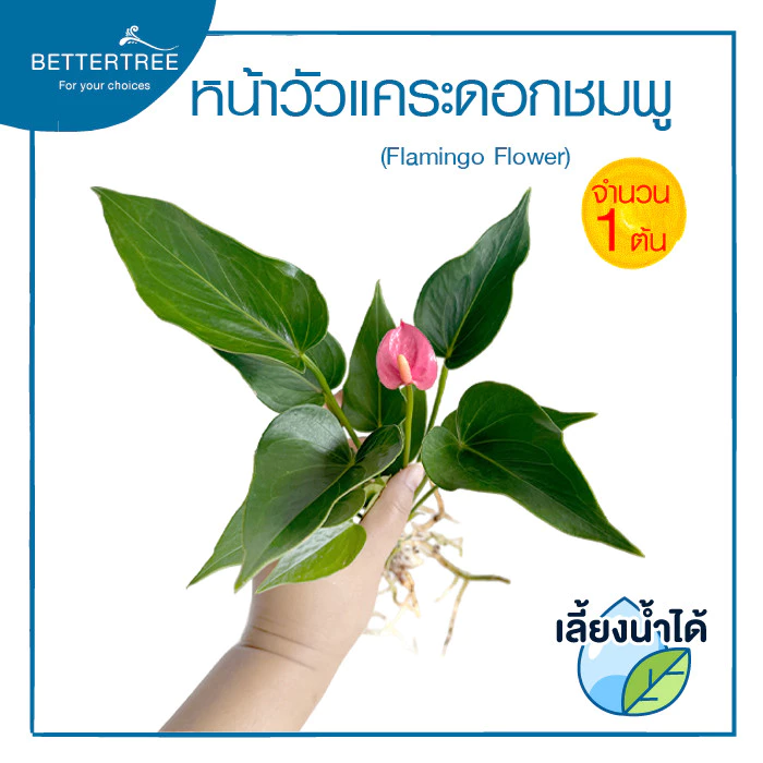 หน้าวัวแคระดอกชมพู (จำนวน 1 ต้น) เลี้ยงน้ำได้ ต้นไม้มงคล ต้นไม้ฟอกอากาศ