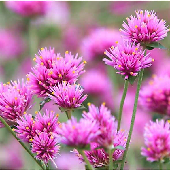 บานไม่รู้โรยญี่ปุ่น ดอกสีชมพูน่ารักตะมุตะมิมาก Gomphrena Fireworks