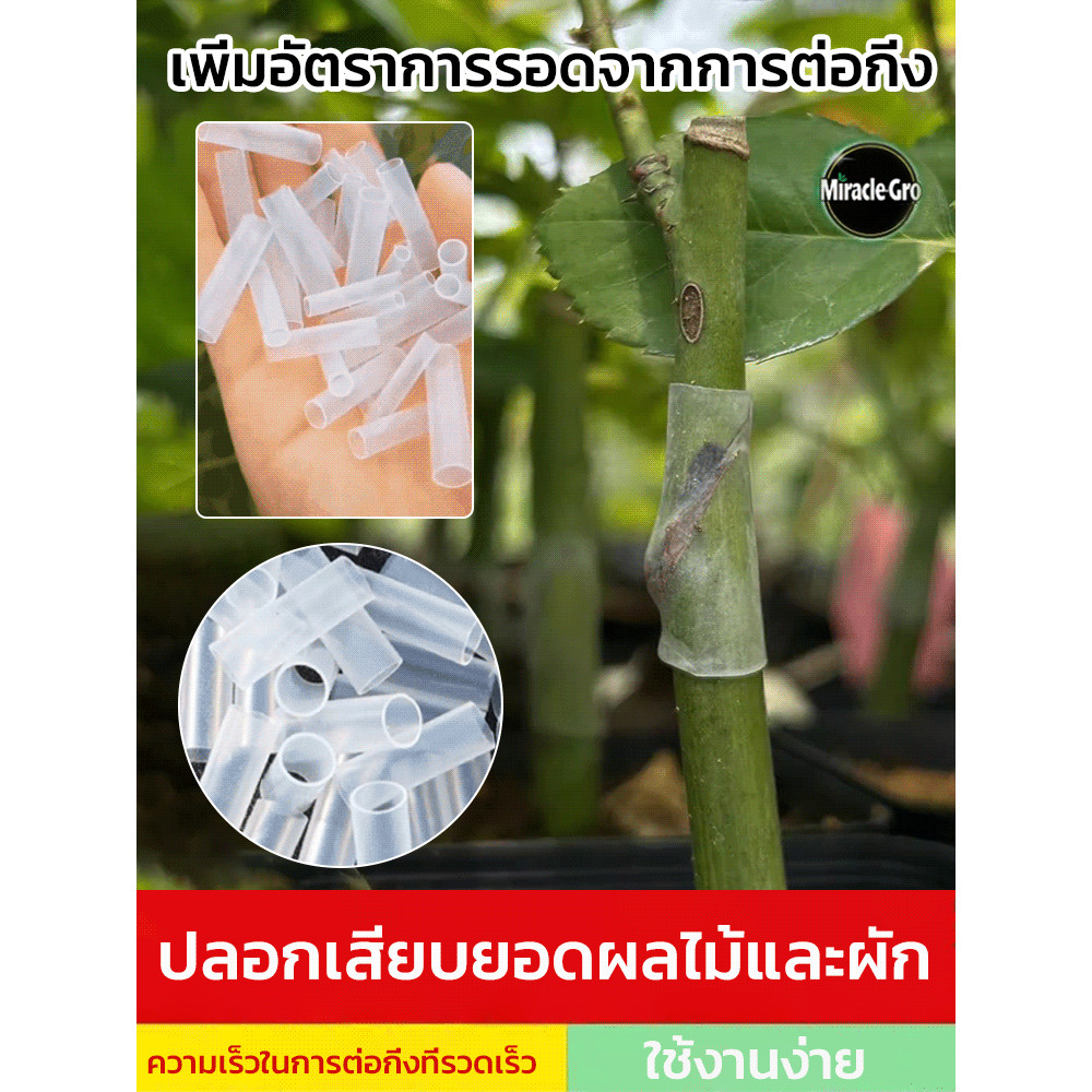 🔥ตัวช่วยที่ดีในการปลูกสำหรับมือใหม่🔥ปลอกสำหรับการต่อกิ่ง ​​อุปกรณ์ สำหรับต่อกิ่งพืช ท่อซิลิโคน แรงต้านรา Ag+ 99%*