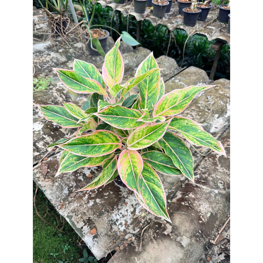 มุมมอง 5