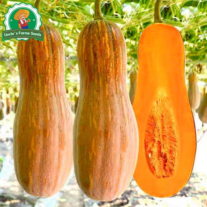 เมล็ดพันธุ์ ฟักทอง ใบเตย แปดริ้ว บรรจุ 30 เมล็ด Sweet Pumpkin Seeds for Planting Butternut Squash Seeds Vegetables Seeds