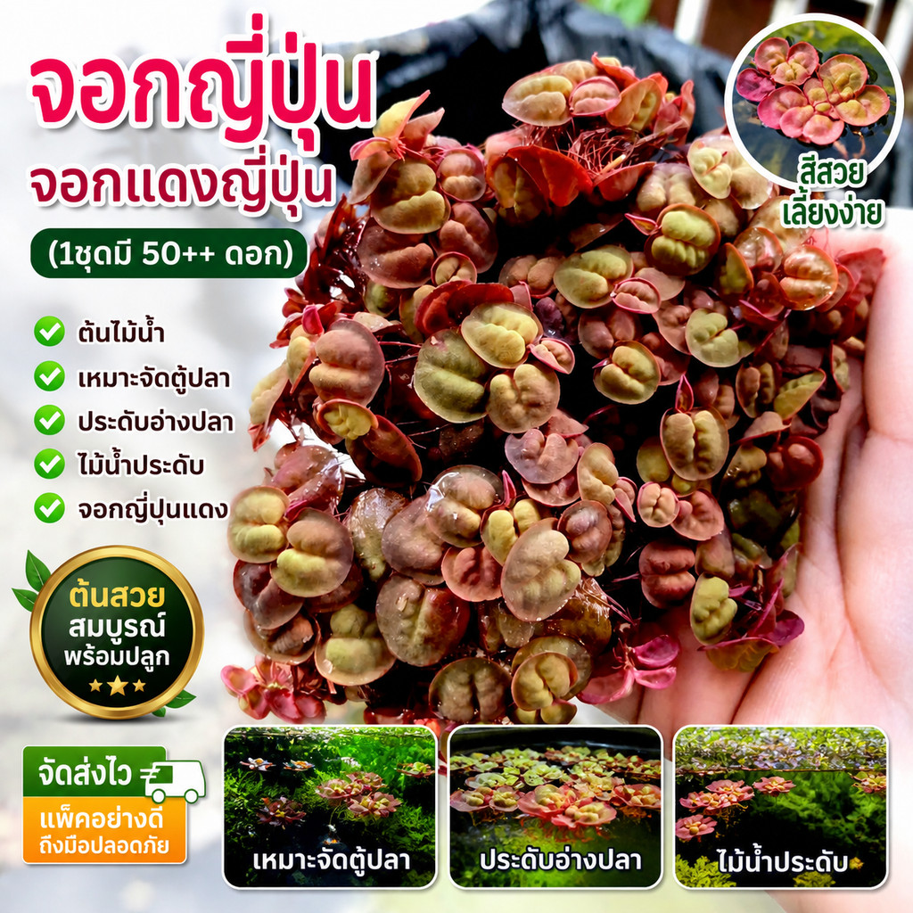 จอกญี่ปุ่นแดง 1 ชุด 50++ ดอก ต้นไม้น้ำลอยน้ำ จัดตู้ปลา บ่อปลา สวยงาม