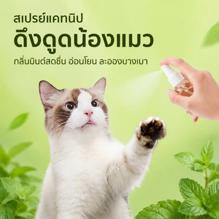 FOR_PET กัญชาแมว ผงแคทนิป 100ml แถมช้อนตัก หญ้าแมวกินได้ ช่วยขับก้อนขน ลดกลิ่นปาก ผ่อนคลาย สำหรับลูกแมว Catnip Powder