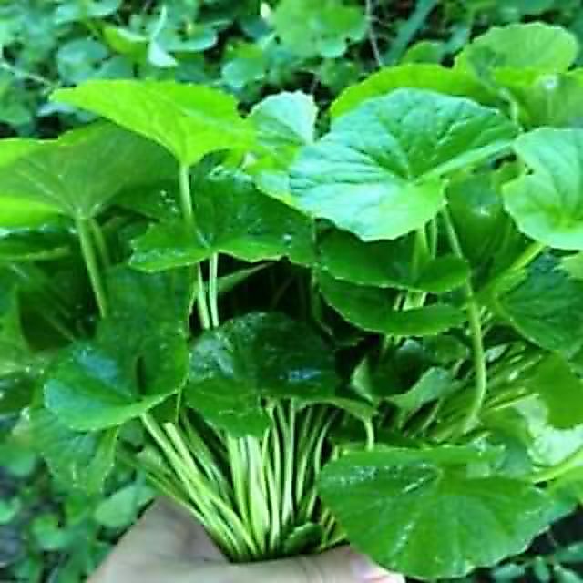 🍀🍀500เมล็ด/ซอง (ซื้อ 3ซอง แถม 1 ซอง) เมล็ดพันธุ์ใบบัวบกพันระยองกลาง (มีคุ่มือการเพาะปลูก)