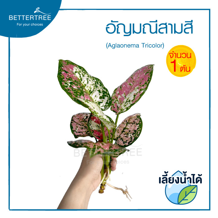 อัญมณีสามสี (จำนวน 1 ต้น) เลี้ยงน้ำได้ ต้นไม้มงคล ต้นไม้ฟอกอากาศ