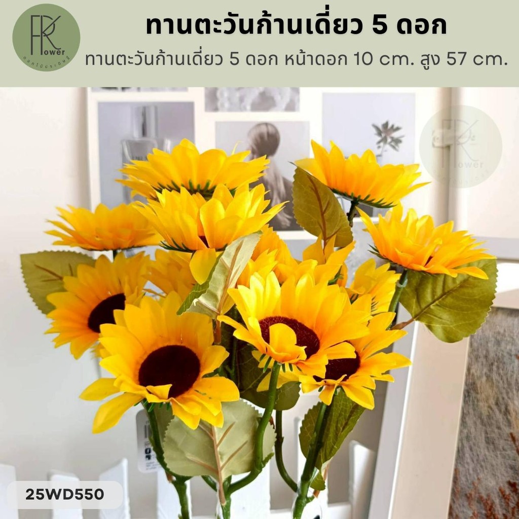 ทานตะวันก้านเดี่ยว 5 ดอก หน้าดอก 10 cm. สูง 57 cm.