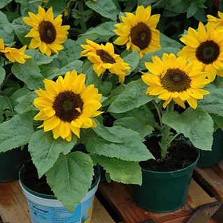 เมล็ดทานตะวันแคระ50เมล็ด/ถุง Sunflower Seed เมล็ดพันธุ์แท้ นำเข้าจากต่างประเทศ ปลูกง่าย