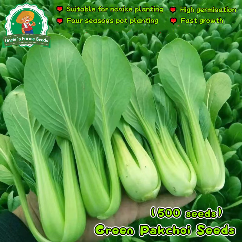 500 เมล็ด ผักเบบี้ฮ้องเต้ เมล็ดพันธุ์ Pak Choi Seed Bok Choy Seeds for Planting Vegetable Plants ผัก