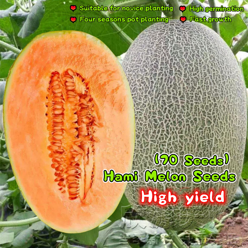 70เมล็ด/ซอง เมล็ดพันธุ์ เมล่อน หวานกรอบ Hami Melon Seeds Sweet Cantaloupe Seeds Fruits Seeds Vegetable เมล่อนแค็ท Plants