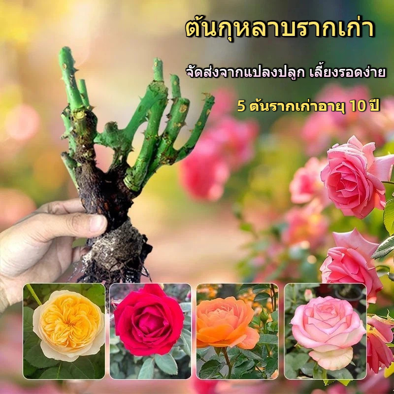 🌹ต้นกุหลาบรากเก่าอายุ10ปี 3ต้น คัดพิเศษ หลายสี ดูแลง่าย ปลูกกระถางได้ รับประกันรอดชีวิต