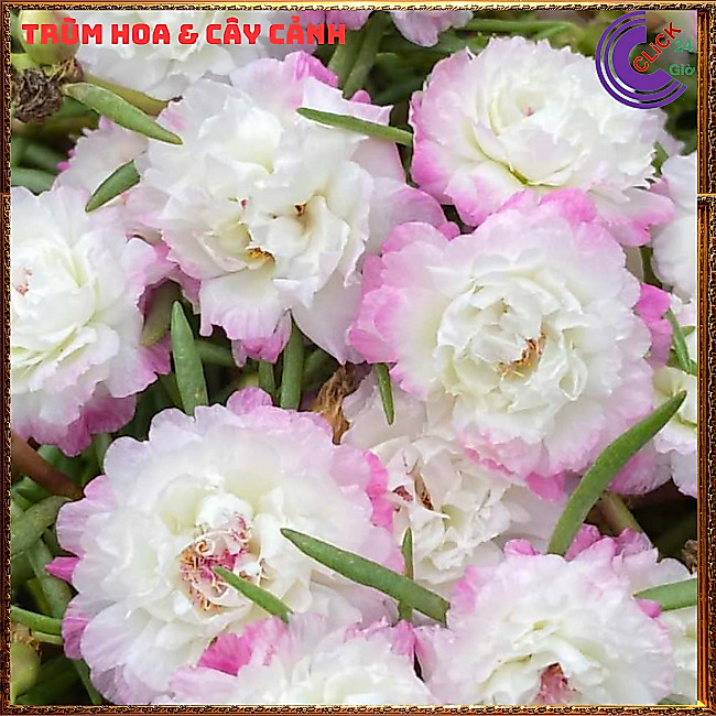 [BLOOM ALL DAY] ️ใหม่ Ten OClock Flowers สีใหม่ Ten OClock สาขาดอกไม้