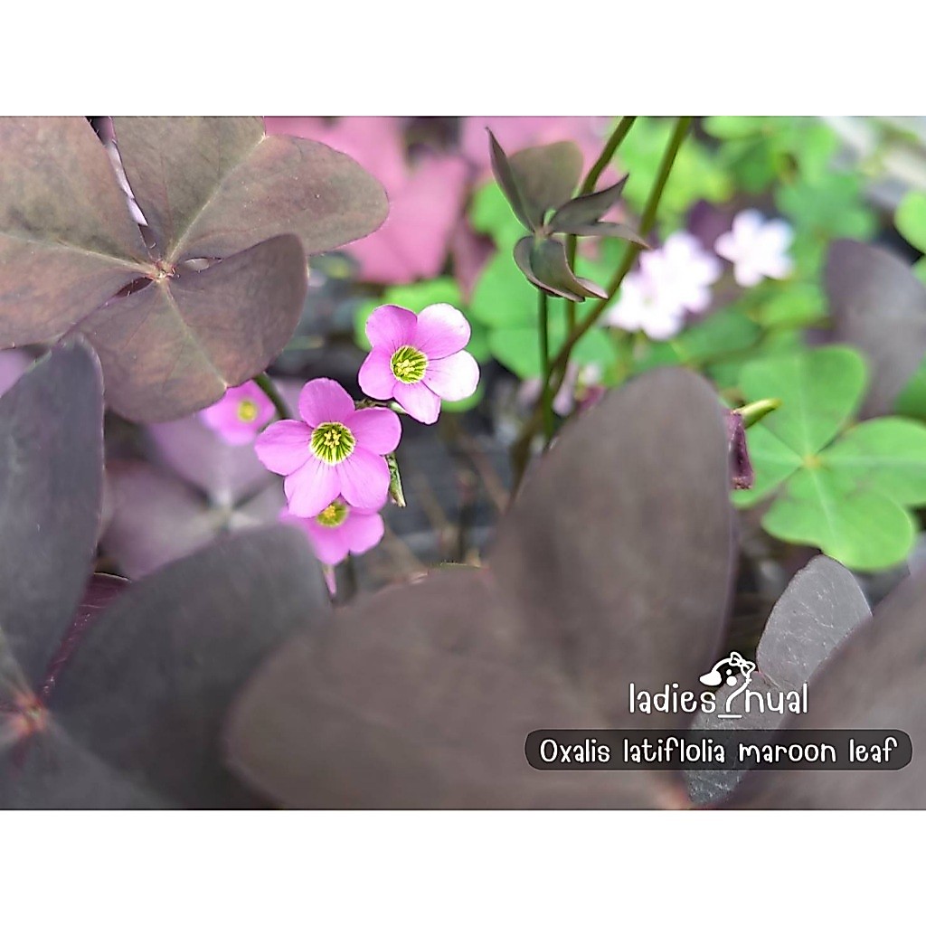 Oxalis latifolia maroon leaf ผีเสื้อราตรีใบสีเขียวดำดอกสีชมพูเข้ม