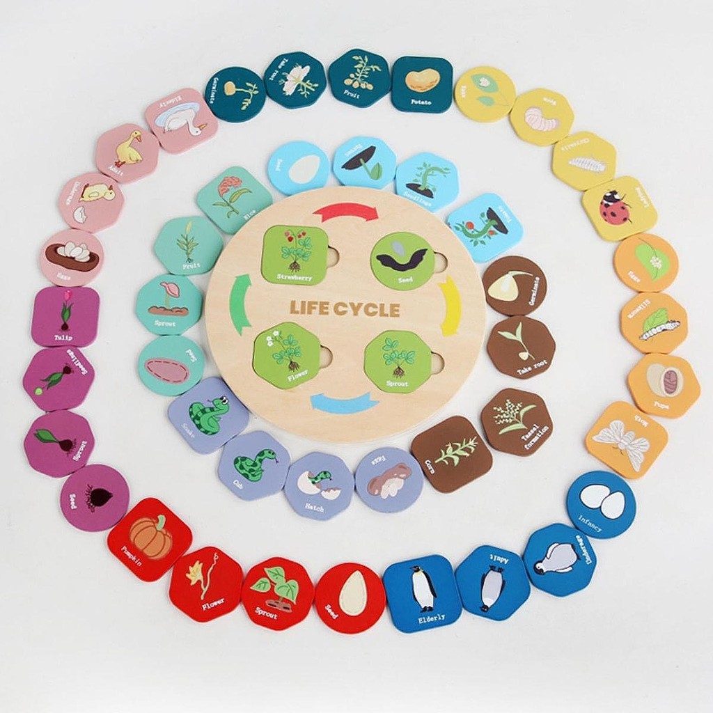 [arutoxalc] Montessori Life Cycle Tray Puzzle Board for Homeschool Age 3 4 5 6 7 8+ Kids