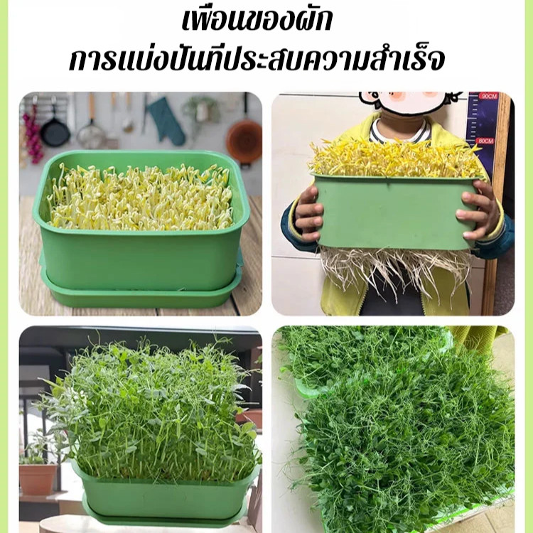 🚀เก็บผลผลิตได้ภายใน7วัน🌱กระถางเพาะถั่วงอกแบบไฮโดรโปนิกส์ ชุดปลูกต้นกล้าแบบไม่ใช้ดิน สำหรับบ้าน เหมาะสำหรับครัวเรือนมือใหม่ มีช่องระบายอากาศ360องศา ช่วยเร่งการงอกของเมล็ดพันธุ์ - รูปที่ 2