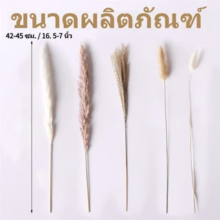 COD ช่อดอกไม้แห้ง40cm สไตล์นอร์ดิก แต่งบ้าน ของขวัญ ไม่ร่วงโรย ช่อดอกไม้รวมDIYหญ้าเปมเปาส หญ้าโลวีต์เล็ก