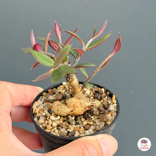 ไม้โขด Euphorbia neorubella ( Red Monadenium ) ไม้อวบน้ำ กุหลาบหิน cactus&succulentหลากหลายสายพันธุ์