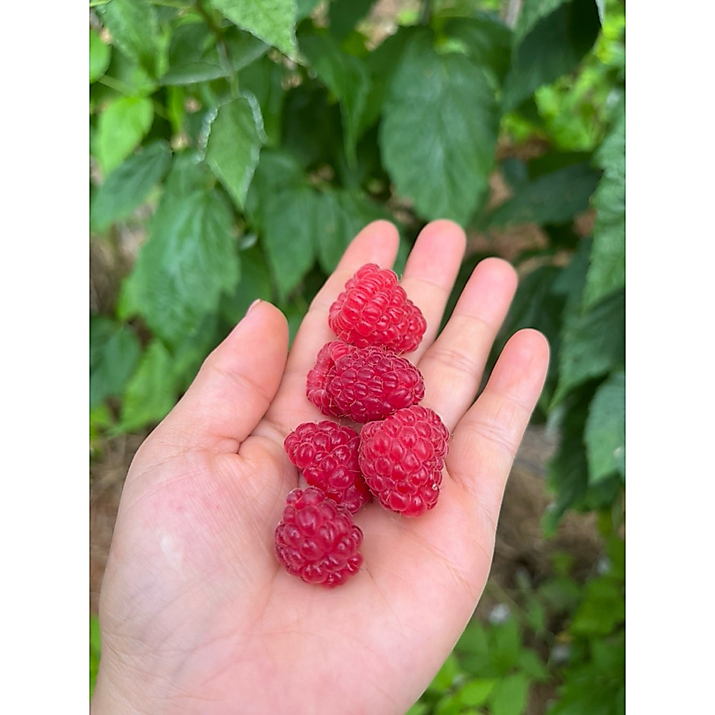 🪴ต้นราสเบอร์รี่สีแดง🍒 กระถาง 8 นิ้ว