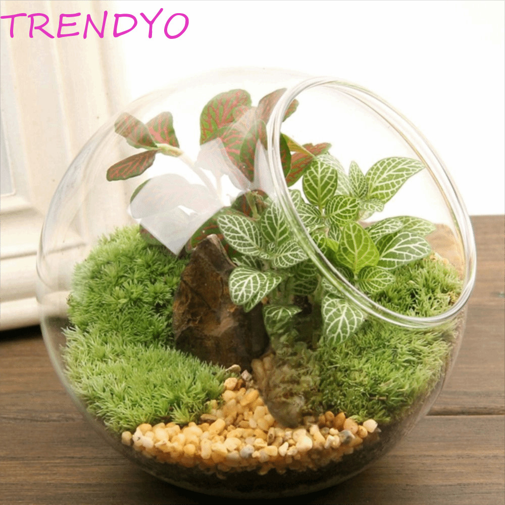 Trendyo แจกันบอลแก้วใส, แจกันแก้ว Borosilicate โปร่งใสเฉียง, กระถางดอกไม้ 8/10/12/16 ซม. แก้ว Borosilicate ใส Succulents คอนเทนเนอร์พืช Hydroponics