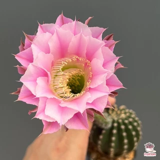อิชินอปซิส ไฮบริด แองเจิล Echinopsis แคคตัส กระบองเพชร cactus&succulent