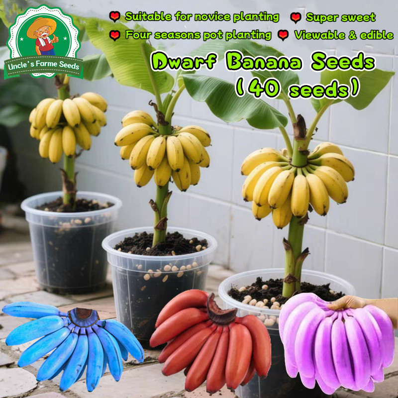 ปลูกง่าย โตไว 40 เมล็ด เมล็ดพันธุ์ กล้วยแคระ บอนสี อร่อยมาก Dwarf Banana Seeds for Planting Fruit Seeds Banana Plant