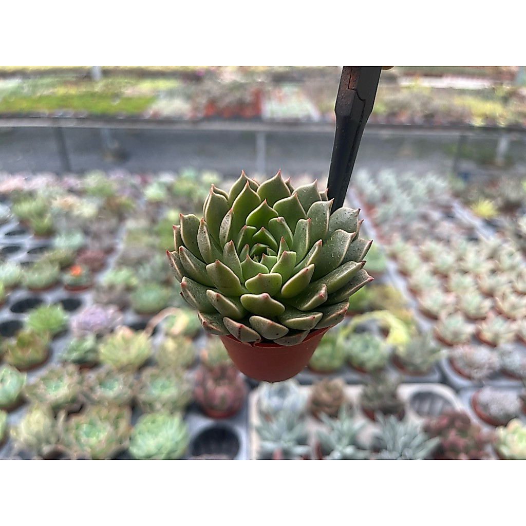 Echeveria magalet lelly