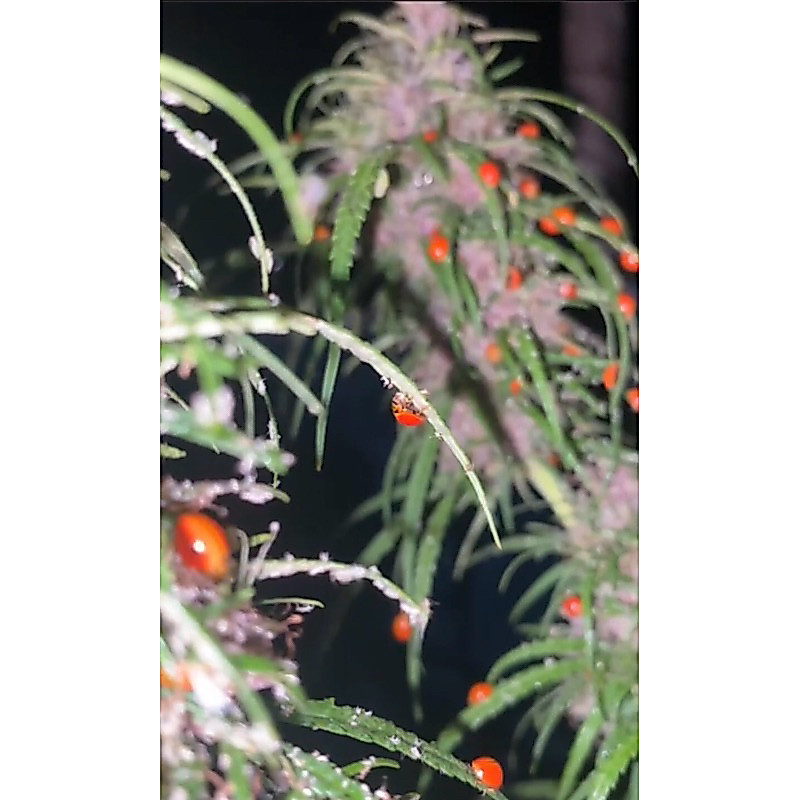 แมลงเต่าทอง Ladybug ด้วงเต่าสีส้ม