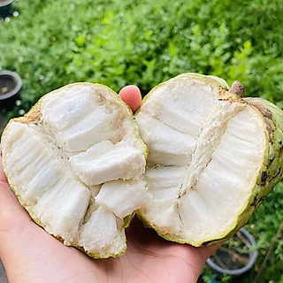 น้อยหน่าฝ้ายเขียวเกษตร2 ฝ้ายเเท้ สดจากสวน เก็บตาม order