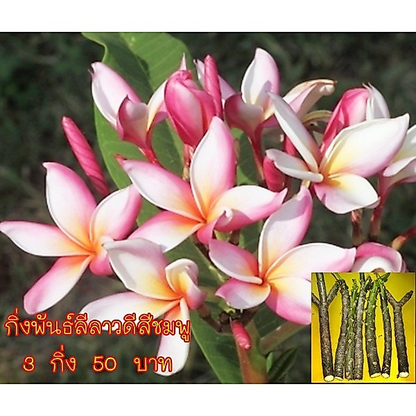 กิ่งพันธ์ลีลาวดีสีชมพู  เป็นไม้ยืนต้นผลัดใบขนาดเล็ก 3 กิ่ง 50 บาท ตัดสดตามออเดอร์
