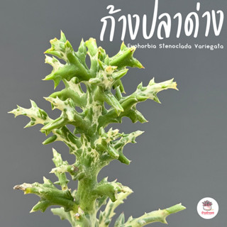 ยูโฟเบียก้างปลาด่าง Euphorbia Stenoclada Variegata แคคตัส กร…