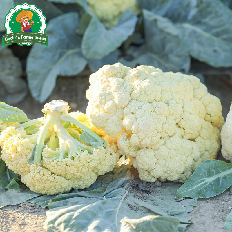 ดอกใหญ่จริง 350เมล็ด เมล็ด​พันธุ์​ กะหล่ำดอก​ White Cauliflower​ Seeds for Planting Vegetables Plants เมล็ดพันธุ์คุณภาพ - รูปที่ 3