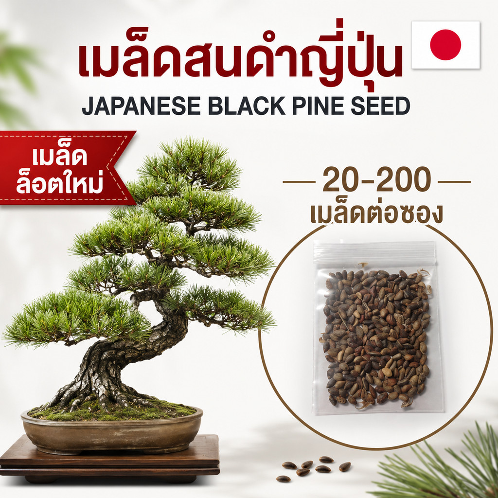 (ล็อต 29/05/69) เมล็ดสนดำญี่ปุ่น ต้นสนดำญี่ปุ่น เมล็ดใหม่ บอนไซ