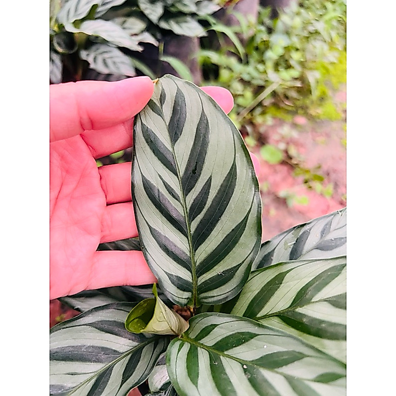 คล้าหยกมณี (Calathea Concinna Freddie) ส่งแบบถุง