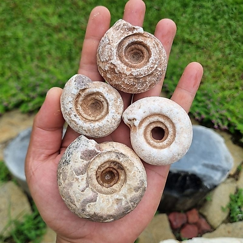 หิน Ammonite 1 ชิ้น*