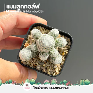 รวมกระบองเพชรและไม้อวบน้ำ #2 หลากหลายสายพันธุ์ ส่งทั้งกระถาง cactus&succulent