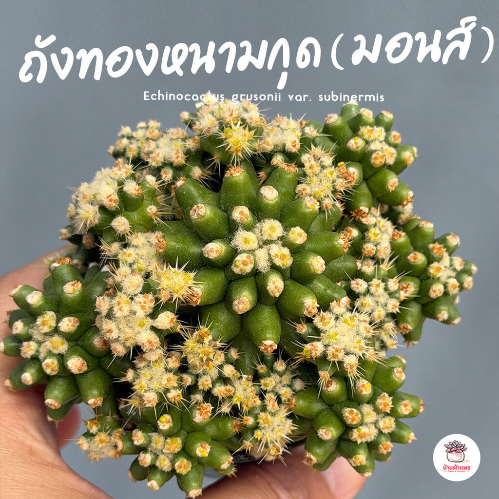 ถังทอง Echinocactus grusonii แคคตัส กระบองเพชร cactus&succulent