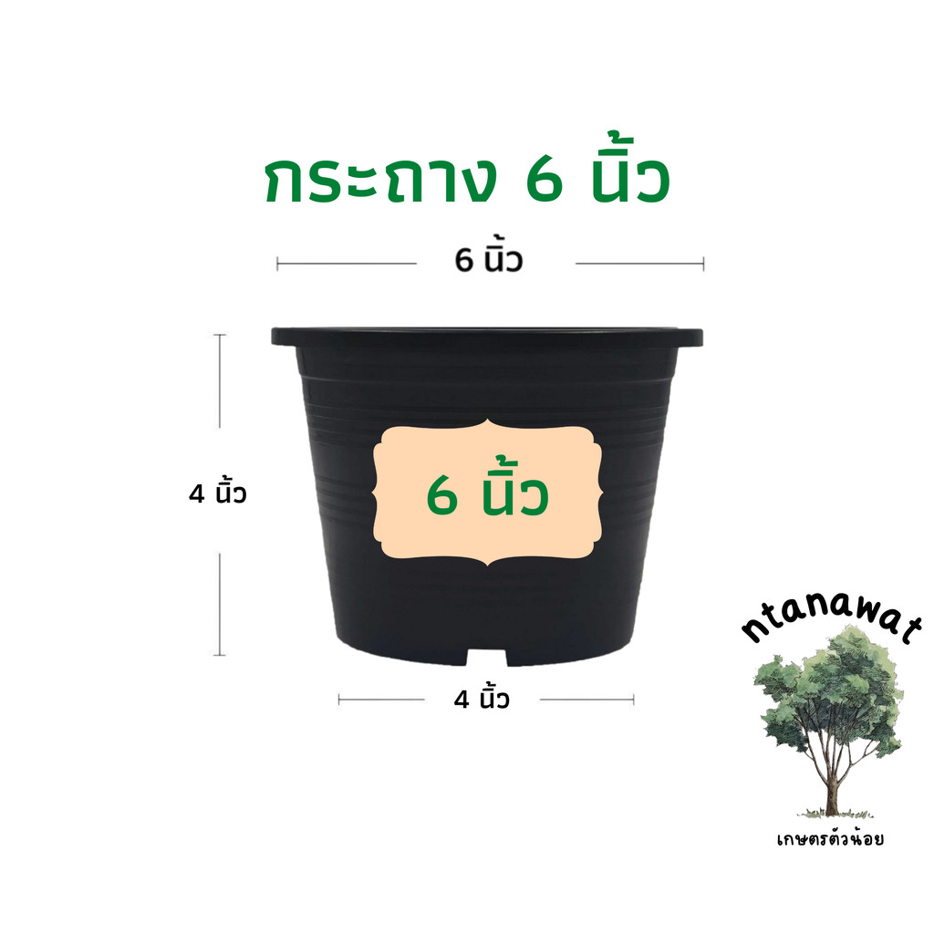 กระถางต้นไม้ 6 นิ้ว กระถางพลาสติก สีดำ (รุ่นหนา)