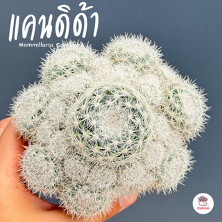 แมมแคนดิด้า #3นิ้ว Mammillaria Candida แคคตัส กระบองเพชร cac…
